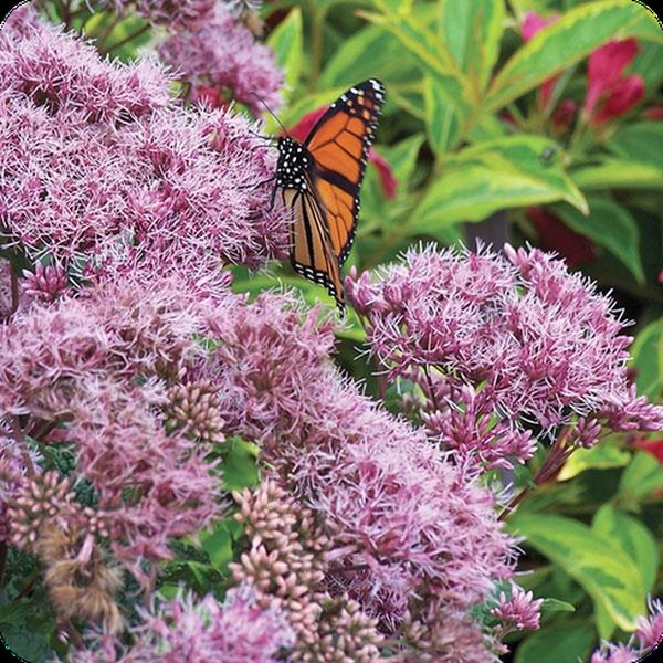 Eupatorium, Euphorbia, and Gaillardia