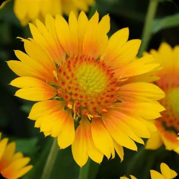 Peach Mesa Gaillardia