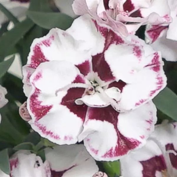 Everlast Dianthus
