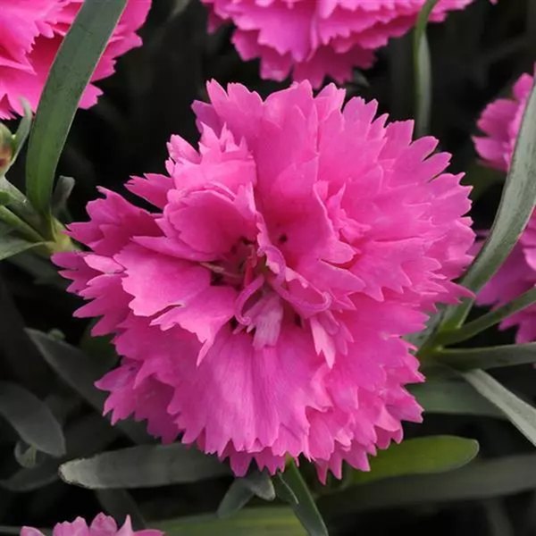 Orchid Everlast Dianthus