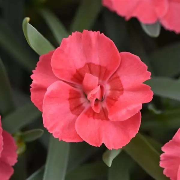 Peach Everlast Dianthus
