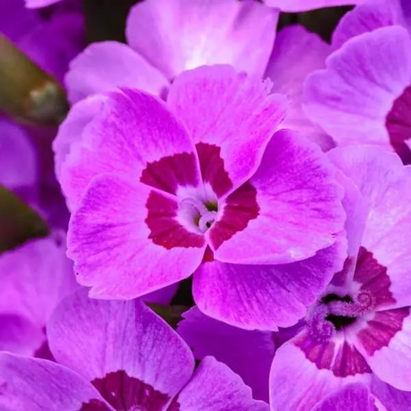 Violet Blue Everlast Dianthus