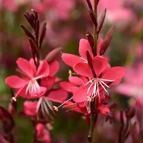 Whiskers Deep Rose Gaura