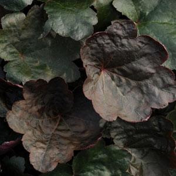 Heuchera: Carnival