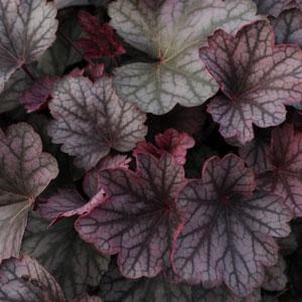 Rose Granita Carnival Heuchera