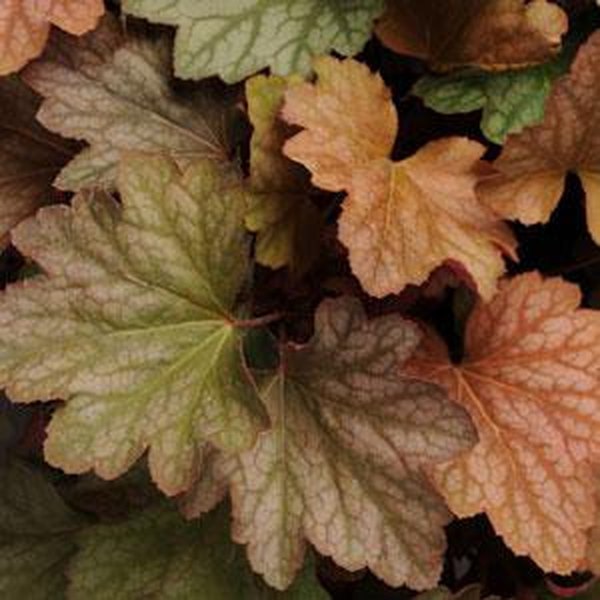 Watermelon Carnival Heuchera