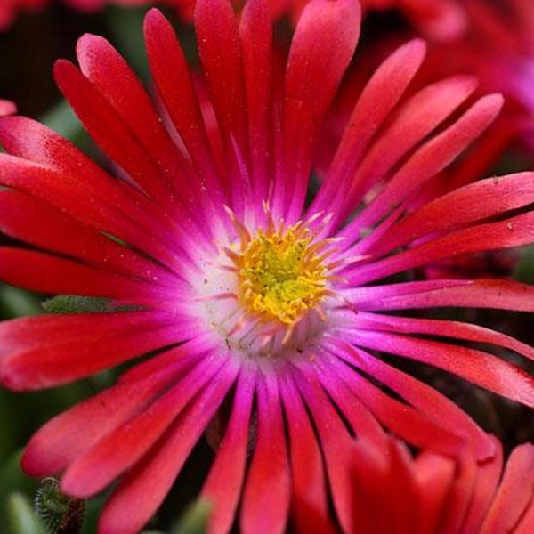 Garnet Jewel of Desert Delosperma