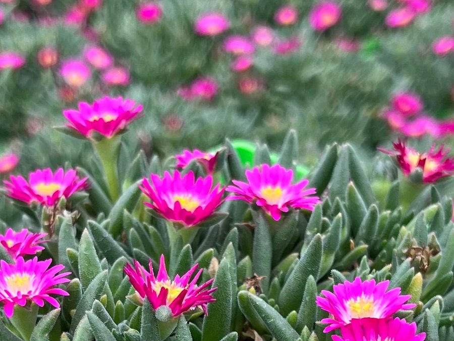 Jewel of Desert Delosperma