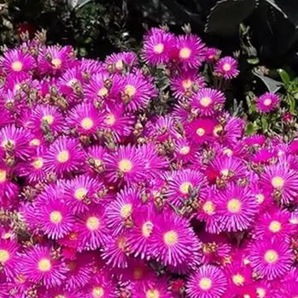 Opal Jewel of Desert Delosperma