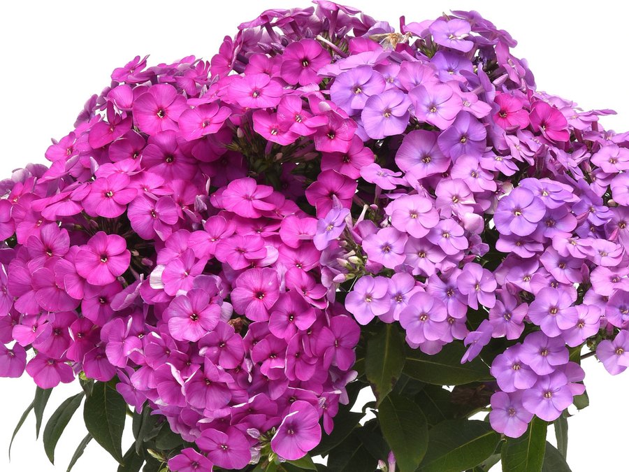 Ka Pow Phlox
