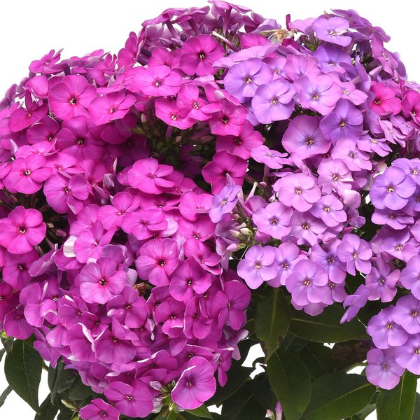Ka Pow Phlox