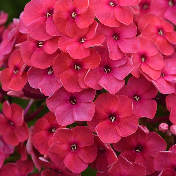 Pink Ka Pow Phlox