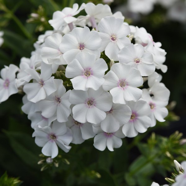 White Ka Pow Phlox