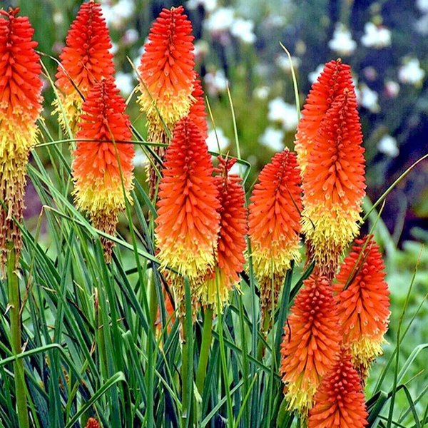 Kniphofia