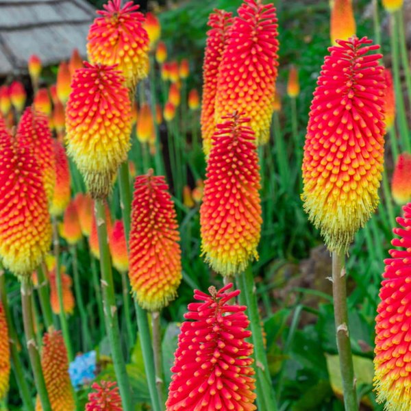 Flamenco Kniphofia