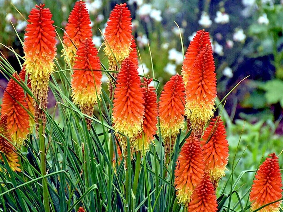Kniphofia