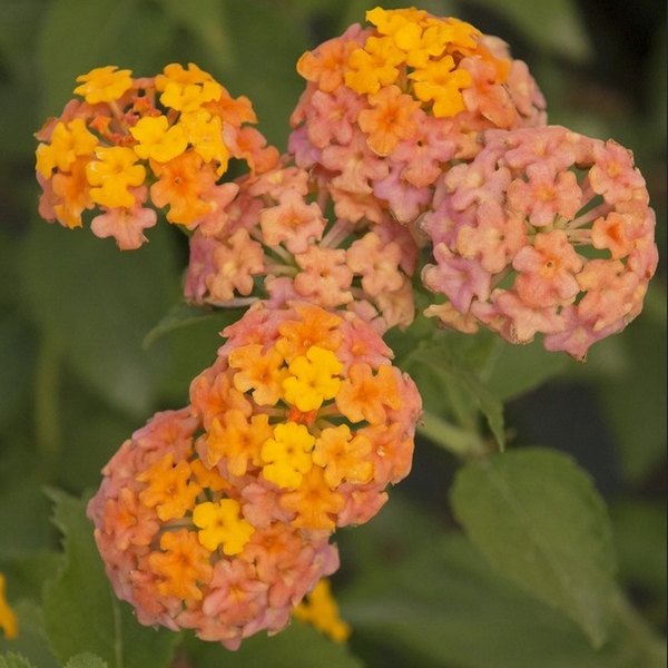 Lantana: Chapel Hill