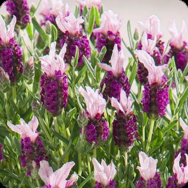 Pink Bandera Lavender