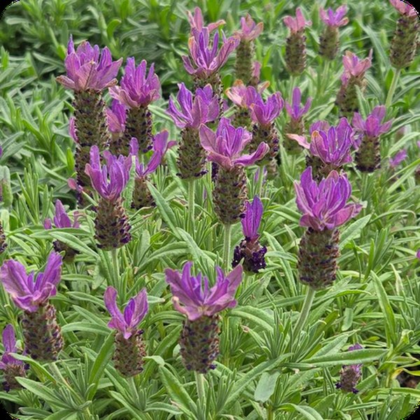 Lavender: Anouk and Bandera