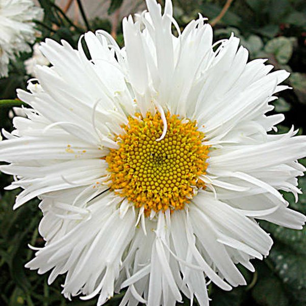 Crazy Daisy Leucanthemum