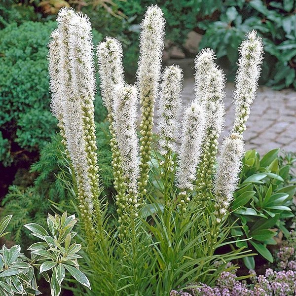 Floristan White Liatris