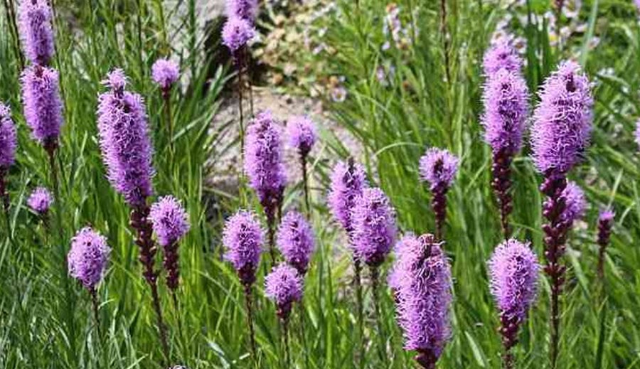 Leucanthemum and Liatris