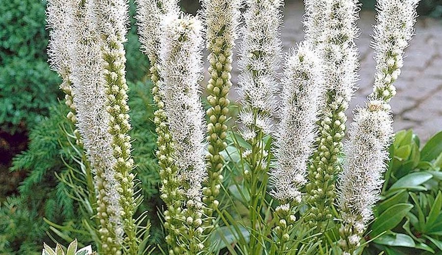 Leucanthemum and Liatris