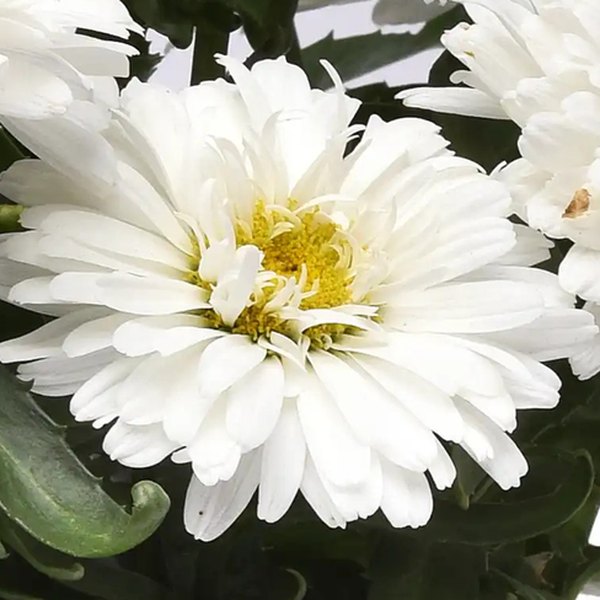 Make My Daisy Crazy Leucanthemum
