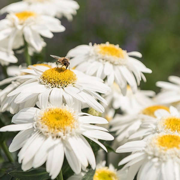 Make My Daisy Happy Leucanthemum