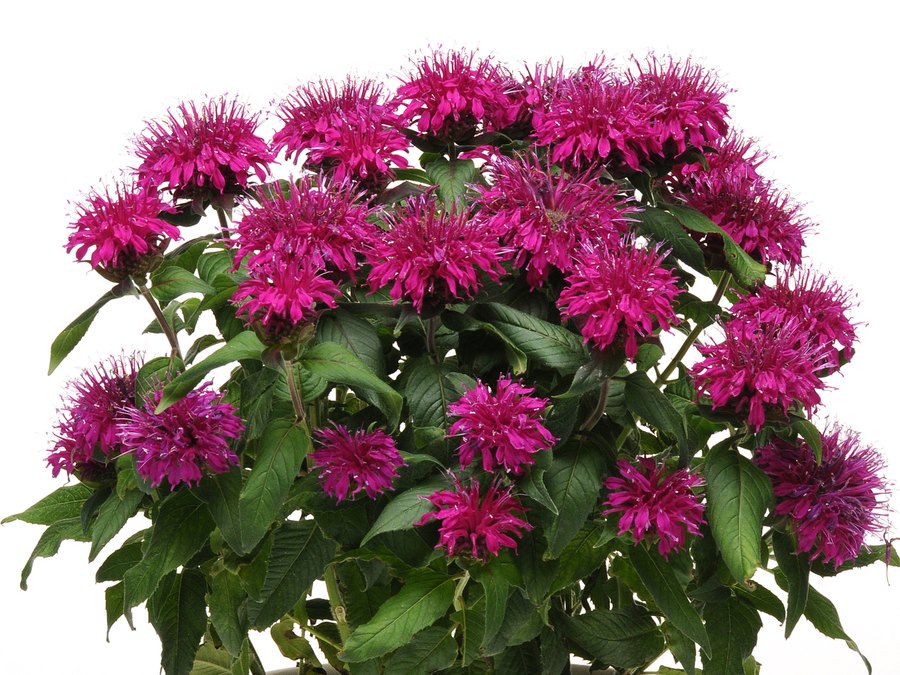 Monarda: Balmy