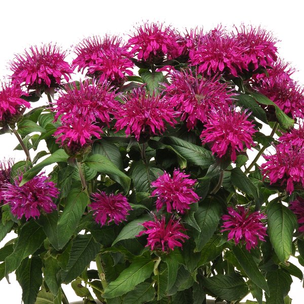 Purple Balmy Monarda
