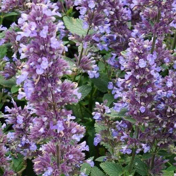 Nepeta (Catnip)