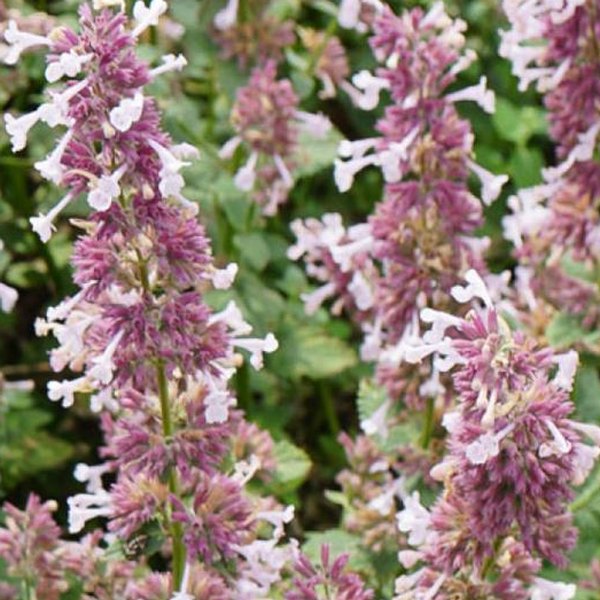 Whispurr Pink Catnip Nepeta