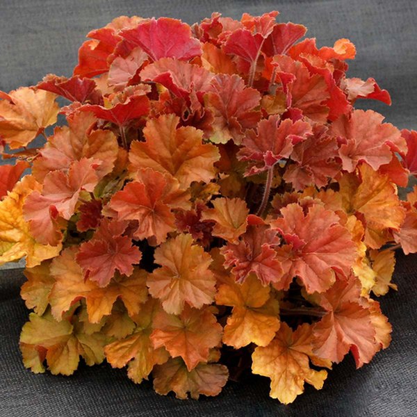 Northern Exposure Heuchera