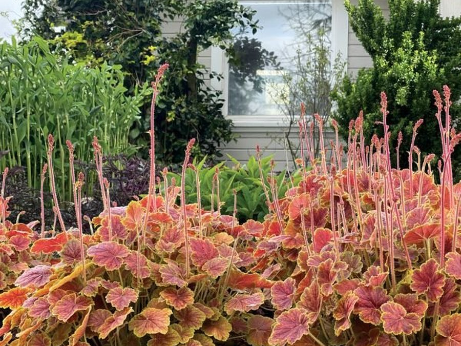 Northern Exposure Heuchera