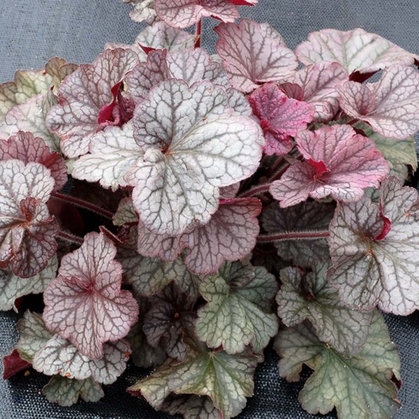 Silver Northern Exposure Heuchera