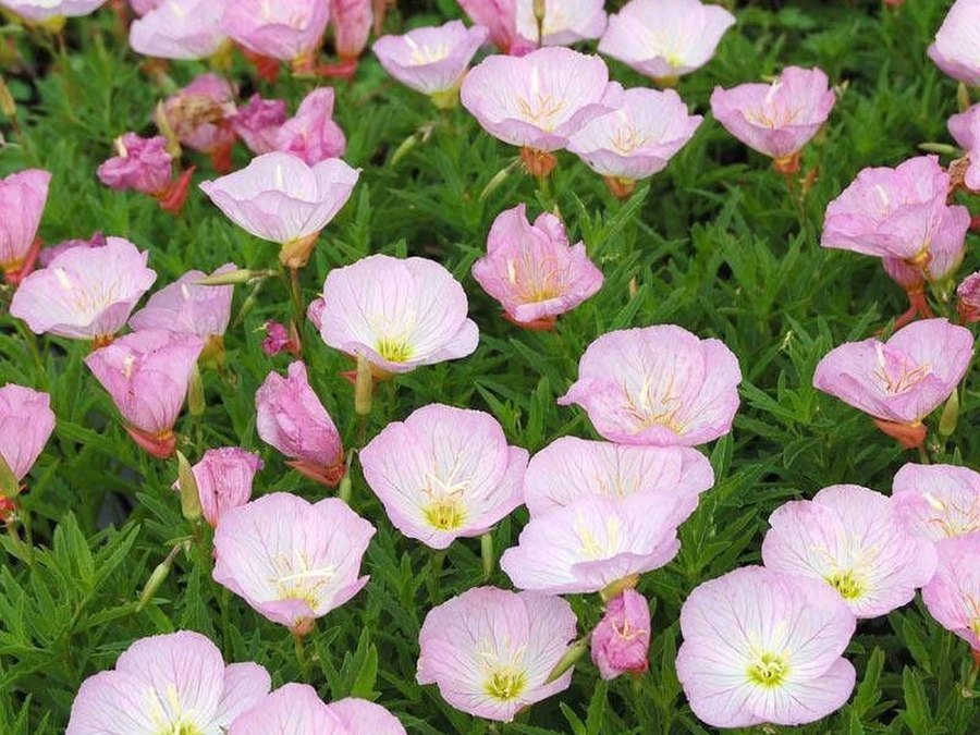 Oenothera