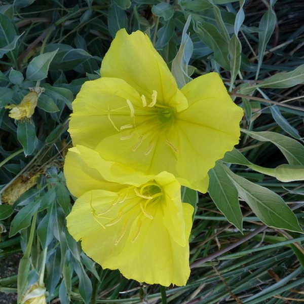 Silver Blade Oenothera
