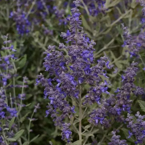 Blue Steel Russian Sage Perovskia
