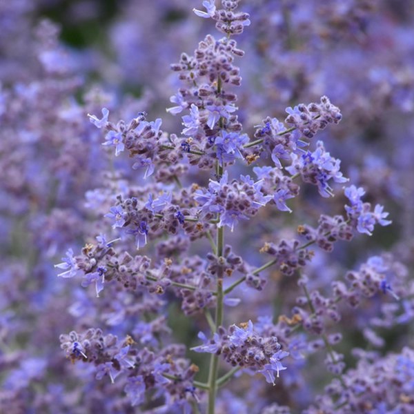 Compact Bluesette Russian Sage Perovskia