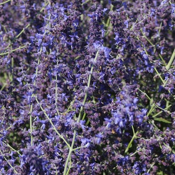 Crazy Blue Russian Sage Perovskia