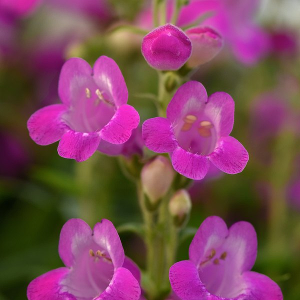 Penstemon and Perovskia (Russian Sage)