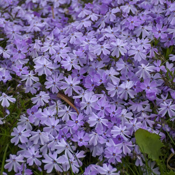 Phlox subulata