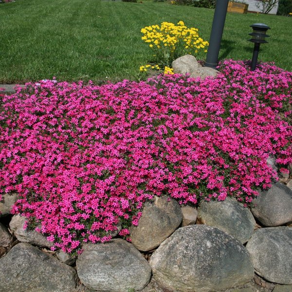 Emerald Cushion Blue Phlox - Subulata