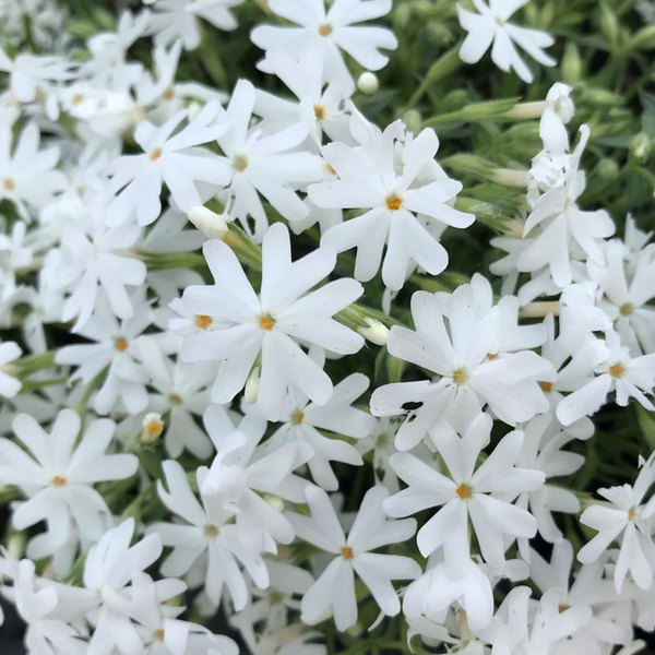 Snowflake Phlox - Subulata