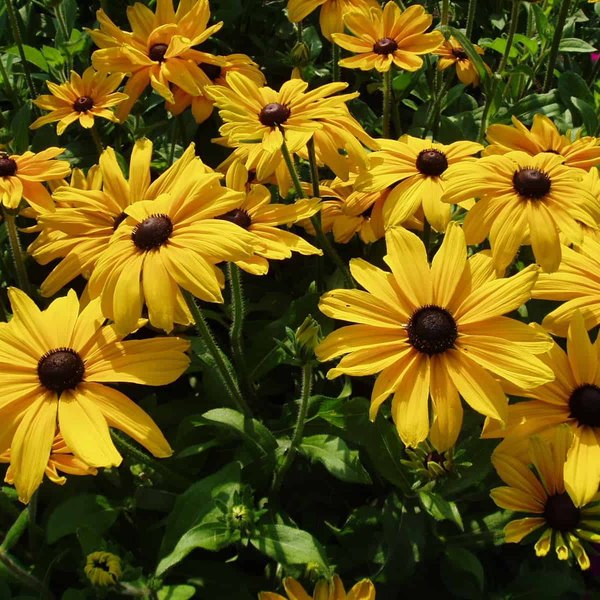 Indian Summer Rudbeckia