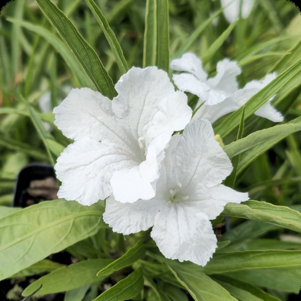 Compact White Mexican Petunia Ruellia
