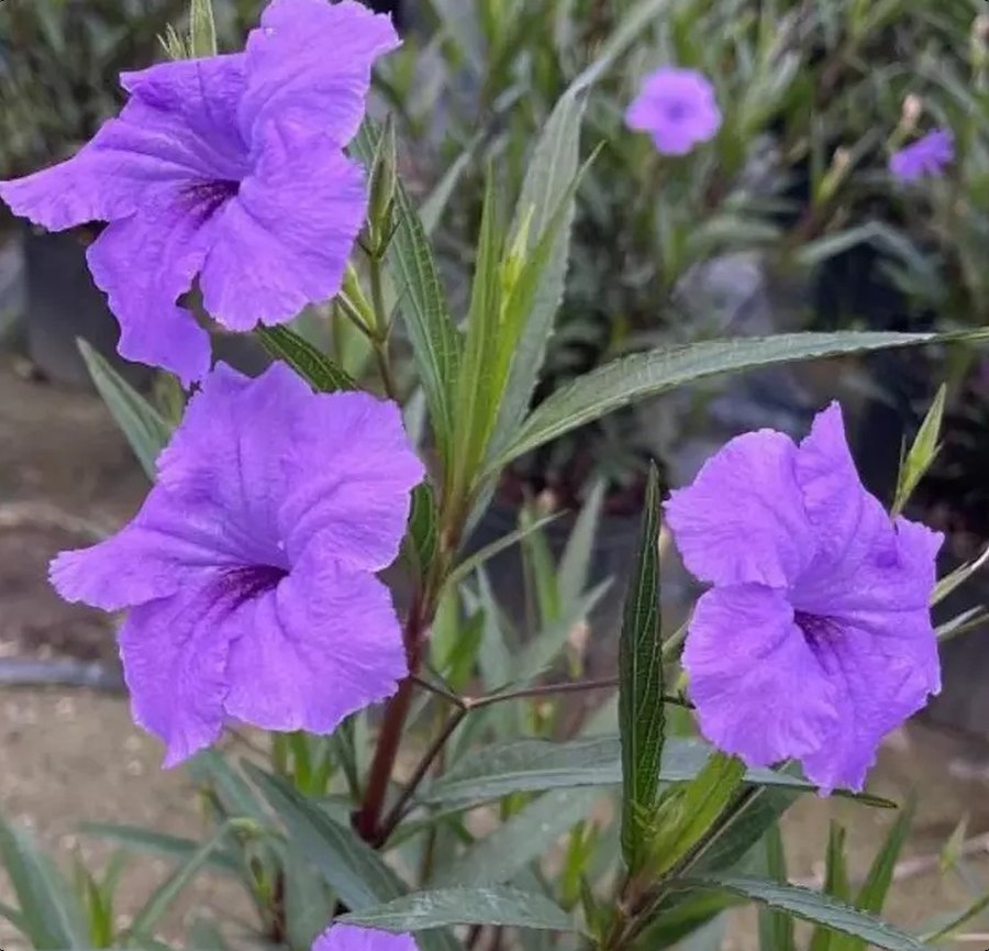 Ruellia (Mexican Petunia)