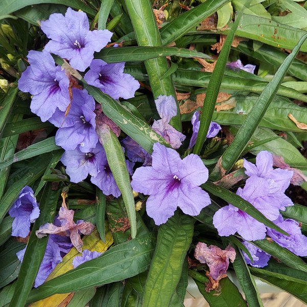 Mayan Purple Mexican Petunia Ruellia