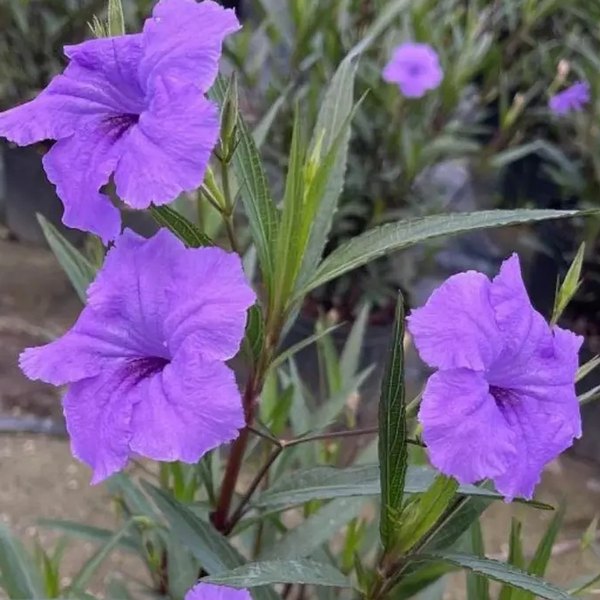 Purple Showers Mexican Petunia Ruellia